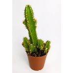 Cereus Peruvianus Nadir Tür Özel Kaktüs Nadide Kaktüs 5.5 cm Saksıda