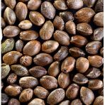 Çerezlik Çiğ Kenevir Tohumu 250 G