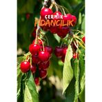 Çermik Fidancılık 2 Adet Aşılı Vişne Fidanı 3 Yaş