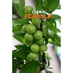 Çermik Fidancılık 2 Adet Bodur Yeşil Can Erik Fidanı 3 Yaş