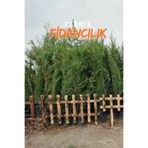 ÇERMİK FİDANCILIK 4 Adet Tüplü Kara Servi Çam Fidanı 3 Yaş