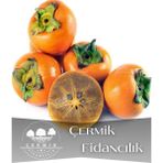 Çermik Fidancılık 5 Adet Çikolata Aromalı Trabzon Hurması Fidanı ( Cennet Elması )