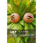 ÇERMİK FİDANCILIK Aşılı Döngel Muşmula Fidanı