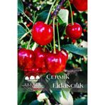 ÇERMİK FİDANCILIK Aşılı Vişne Fidanı 3 Yaş