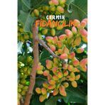ÇERMİK FİDANCILIK Çift Aşılı Siirt - Antep Fıstığı Fidanı ( Aşı Gerektirmez )