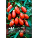 Çermik Fidancılık Goji Berry Kurt Üzümü Fidanı 3 Yaş - 1 Adet