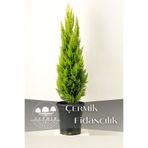 ÇERMİK FİDANCILIK Limon Servi Çam Fidanı ( Limon Kokulu ) 1 Metre Boy