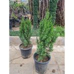 Çermik Fidancılık Saksılı Roket Ardıç Çam Fidanı 2 Yaş ( Juniperus Virginiana )