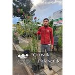 ÇERMİK FİDANCILIK Sarmaşık Yediveren Gül Fidanı Tüplü