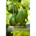 Çermik Fidancılık Tüplü Avokado Fidanı 3 Yaş - 1 Adet