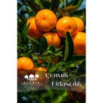 ÇERMİK FİDANCILIK Tüplü Iri Meyveli Mandalina Fidanı