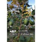 ÇERMİK FİDANCILIK Tüplü Kaymak Ağacı Fidanı ( Feijoa ) 3 Yaş