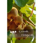 ÇERMİK FİDANCILIK Tüplü Kivi Fidanı 3 Yaş