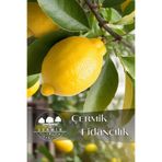 ÇERMİK FİDANCILIK Tüplü Mayer Limon Fidanı