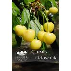 ÇERMİK FİDANCILIK TÜPLÜ Sarı Kiraz Fidanı