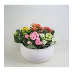 Çeşitli Renkte Kalanşo Kalanchoe & Beyaz Capo Beton Saksıda Hediyelik Canlı Çiçek BALFLOWERDESİGN-2254