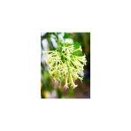 Cestrum Limon Melisa Çiçeği Fidanı Fidesi 10-20 Cm