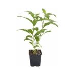 Cestrum Nocturnum Kokulu Melisa Çiçeği Kolonya Çiçeği 15-25 Cm