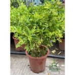 Cestrum Nocturnum Melisa Çiçeği Gece Sefası 30-60 cm