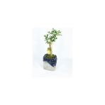 CetKing Ağacı Bonsai & Gri Siyah Lena Beton Saksıda Hediyelik Canlı Çiçek BALFLOWERDESİGN-2604
