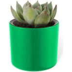 CetKing Mimoza Saksı Küçük Boy Plastik Kaktüs Sukulent Saksısı (Yeşil, 0.2 Litre)
