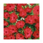 CetKing Paket Bright Red Akşam Sefası Çiçeği Tohumu(20 Tohum)