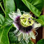 CetKing Paket Tüplü Çarkıfelek Pasiflora Edulis Maruçya Fidanı