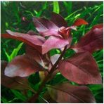 CetKing Repens Rubin Saksı- Canlı Bitki
