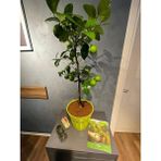 CetKing Sepetim Yeşil Dekoratif Saksılı Limon Fidanı