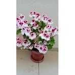 Ceylan Gözlü Sardunya Fidanı Mor Beyaz 10-20 Cm