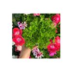 Ceylan Gözü Sardunya Çiçeği Fidanı Açık Pembe 10-20 Cm