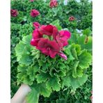Ceylan Gözü Sardunya Çiçeği Mor 10-20 Cm