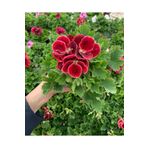 Ceylan Gözü Sardunya Fidanı Koyu Kırmızı 10-20 Cm