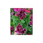 Ceylan Gözü Sardunya Fidanı Mor Beyaz 10-20 Cm