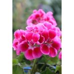 Ceylangözü Sardunya Çiçeği Fidanı Açık Pembe 10-20 Cm