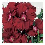 Chabaud Crimson Karanfil Çiçeği Tohumu(70 Adet)