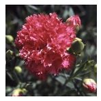 Chabaud Pure Rose Karanfil Çiçeği Tohumu(70 Adet)