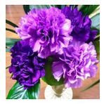Chabaud Violet Katmerli Karanfil Çiçeği Tohumu(70 adet)