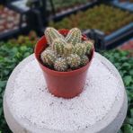 Chamaecereus Yılan Kaktüs