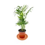Chamaedorea Elegans Dağ Palmiyesi, BTSR421