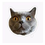 Chartreux Kedi Araba Oto Sticker Etiket Renkli V3