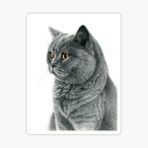 Chartreux Kedi Araba Oto Sticker Etiket Renkli V7