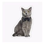 Chartreux Kedi Araba Oto Sticker Etiket Renkli V9