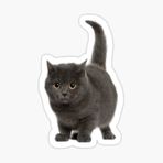 Chartreux Kedi Araba Oto Sticker Etiket Renkli V