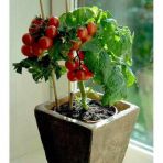 Cherry Domates Tohumu Saksılık Cherry Doates 10 Tohum +Hediye Toh