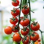 Cherry F1 Sırık Kiraz Domates Tohumu (10 Tohum)