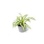 Chlorophytum Laxum - Kurdele Çiçeği Mini - Ev Ofis Salon Iç Mekan Bitkisi - Baby