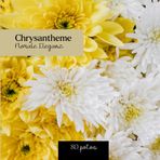 Chrysantheme : Florale Eleganz: Chrysanthemen-Fotobuch – 80 zarte und inspirierende Bilder