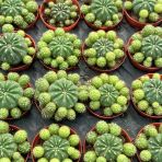 Çiçek Açan Tür, Bol Yavrulu Matucana Polzii Kaktüsü 5.5cm Saksıda Gönderilir