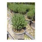 Çiçek Barınağı Kekik Bitkisi – Canlı Saksılı Aromatik Fide 10-20cm (Yenilebilir / Baharatlık / Balkon İçin Uygun)